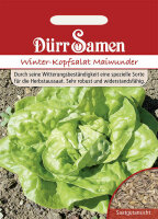 Kopfsalat Winter-Maiwunder  Kopfsalatsamen von Dürr...