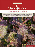 Asia-Salat Red Giant Salatsamen von Dürr Samen ca...