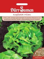 Kopfsalat Milan Salat Samen von Dürr Samen ca 250...
