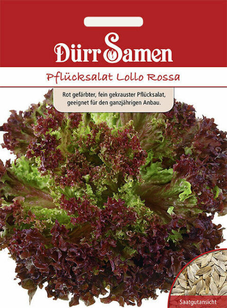 Pflücksalat Lollo Rossa Salatsamen von Dürr Samen Salat ca 500 Korn