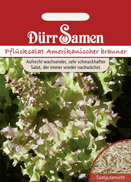 Pflücksalat Amerikanischer Brauner Samen von Dürr Samen Salat Samen ca 1000 Korn