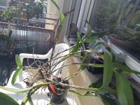 Cattleya skinneri x skinneri alba ..große Schaupflanze mit Knospen Südamerika