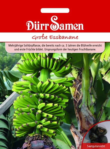 Grosse Essbanane Samen von Dürr Samen Bananensamen ca 5 Korn