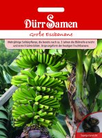 Grosse Essbanane Samen von Dürr Samen Bananensamen...