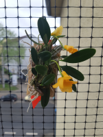 Dendrobium jenkinsii sehr schöne Miniohrchidee mit...
